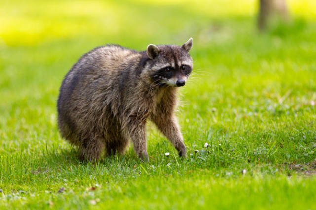 Common Entry Points_for_Raccoons_How_to_Secure_Your_Home_Against_Raccoon_Breakins