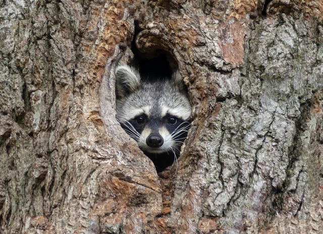 DIY_vs_Professional_Raccoon_Removal_Which_Option_Is_Best_for_You