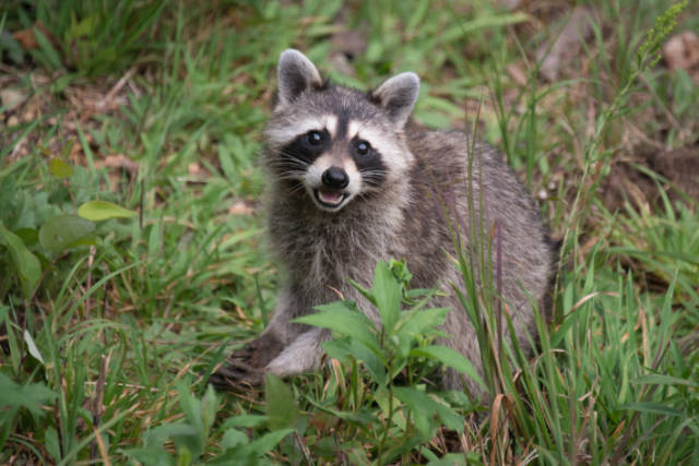 Dealing_with_Raccoons_Under_Decks_and_Sheds_Removal_and_Prevention_Tips