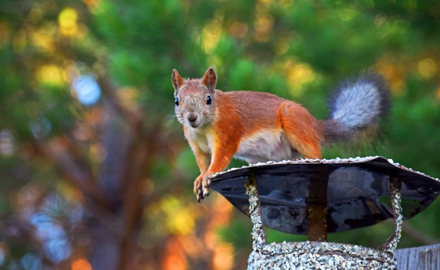 Insurance_Coverage_for_Squirrel_Damage_What_Homeowners_Need_to_Know