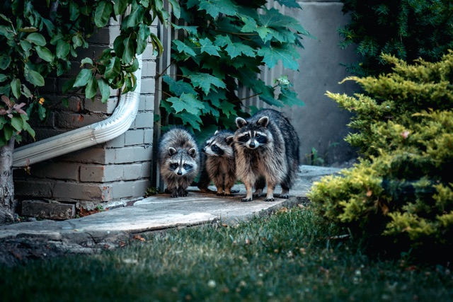 Preventing_Raccoon_Attic_Intrusions_Tips_for_Homeowners_to_Keep_Critters_Away