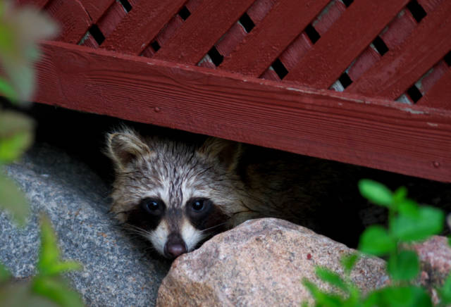 Raccoon_Damage_Repair_Restoring_Your_Roof_After_A_Raccoon_Break_in