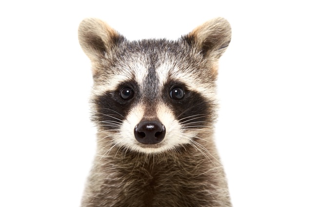 Raccoons_in_the_Attic_How_to_Handle_and_Prevent_This_Common_Issue