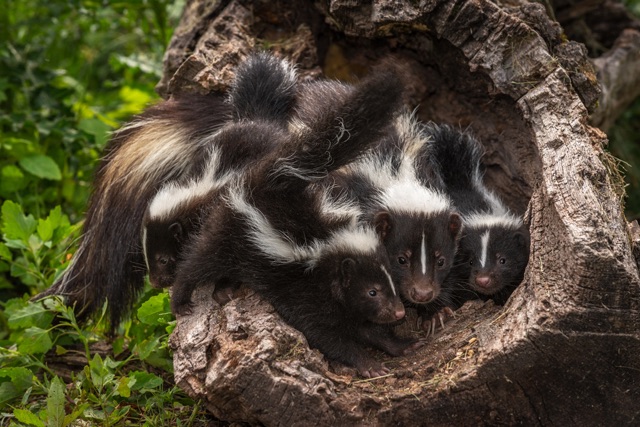 Skunk_Invasion_How_to_Safely_Remove_Skunks_from_Under_Your_Shed