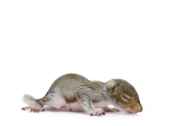 Squirrel_Babies_in_Your_Attic_What_to_Do_and_When_to_Act
