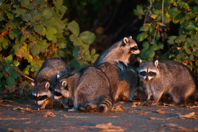 The_Common_Signs_of_Raccoons_In_Your_Attic-_What_are_The_Signs.jpg