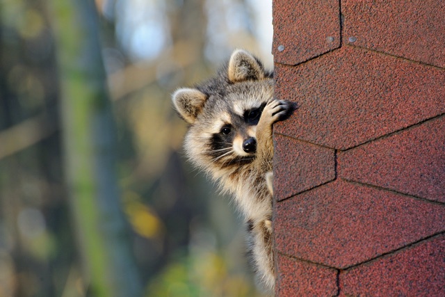 The_Dangers_of_Raccoon_Problems_and_Why_Prompt_Removal_is_Crucial