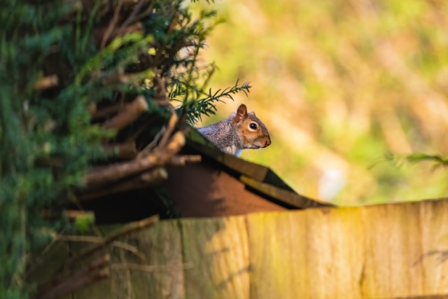 The_Dangers_of_Squirrel_Infestations_Risks_to_Your_Home_and_Health