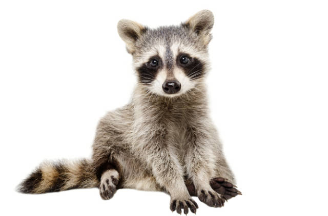 The_Lifecycle_of_Raccoons_How_Their_Behavior_Changes_Throughout_the_Year