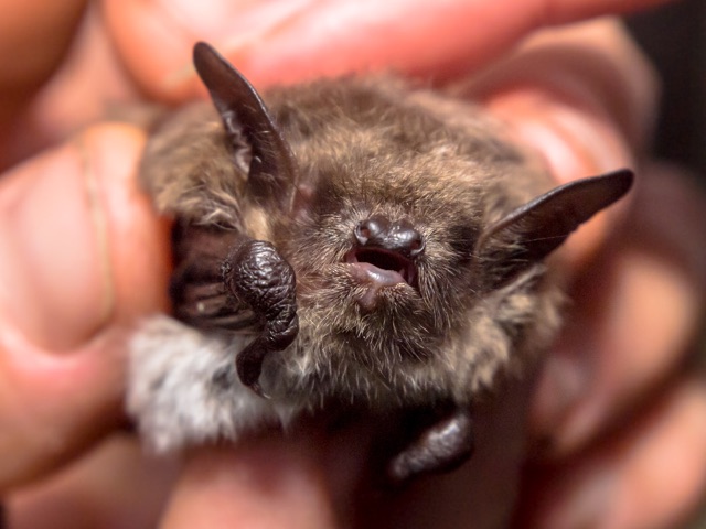 The_Surprising_Benefits_of_Bats_Eco_Friendly_Pest_Control_and_Pollination