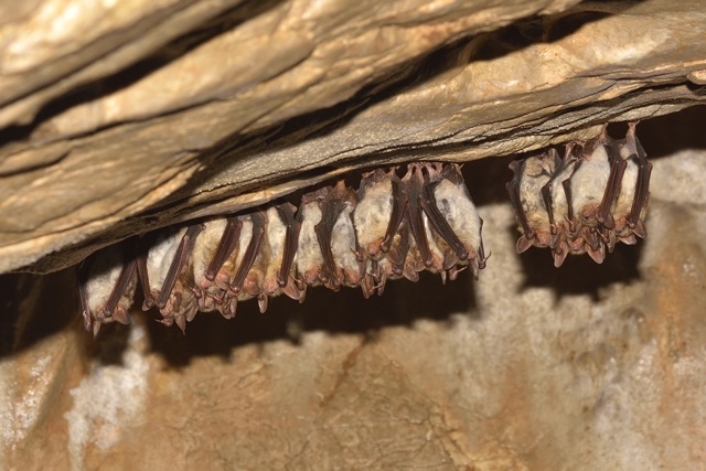 The_Ultimate_Guide_to_Bat_Removal_Safeguarding_Your_Home_and_Family