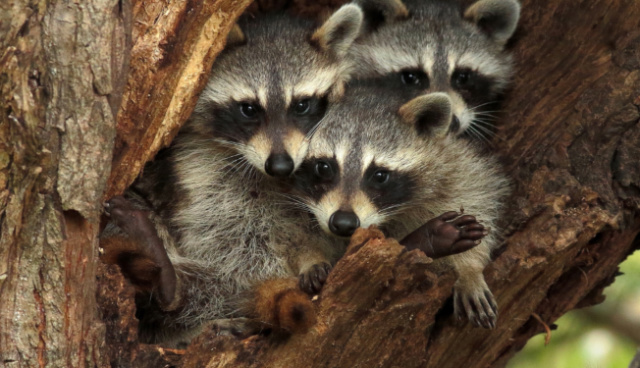 Top_5_Raccoon_Proofing_Solutions_for_Your_Home_Keeping_Them_Out_for_Good