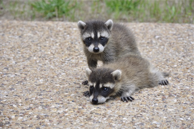 Understanding_Raccoon_Behavior_What_Drives_Them_to_Break_Into_Your_Attic