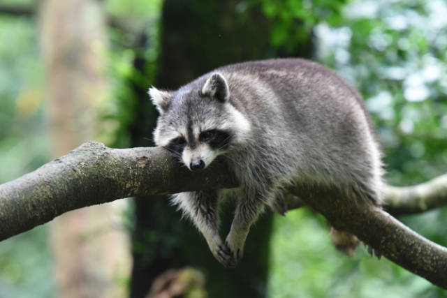 What_to_Do_When_You_Find_Baby_Raccoons_Steps_for_Safe_and_Ethical_Removal